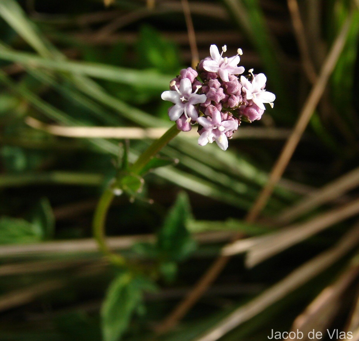 Valeriana moonii Arn. ex C.B.Clarke